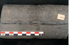 Foto (Detailansicht) von Calamites sp.  (NHMW-GEO-2024-0188-11161)